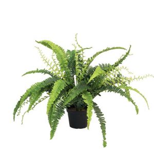 Sidenblomma i kruka - ORMBUNKE