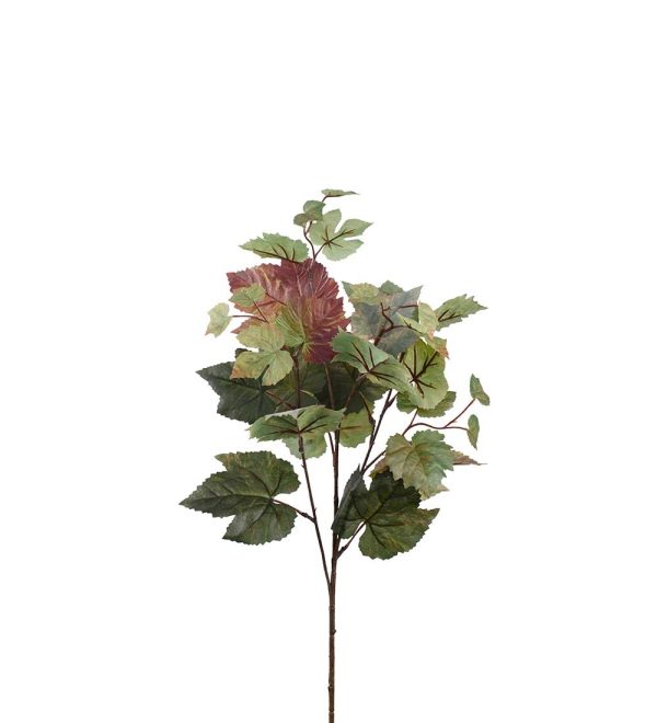 Sidenblomma kvist - LÖNNKVIST