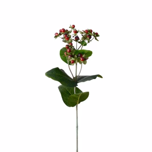 Sidenblomma kvist - BÄRKVIST HYPERICUM