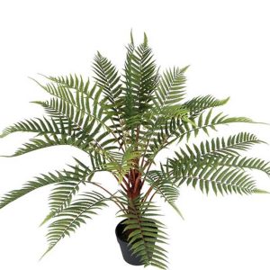 Sidenblomma i kruka  - ORMBUNKE