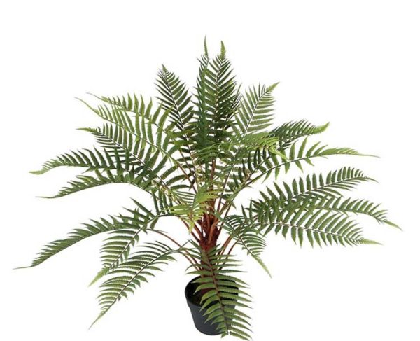 Sidenblomma i kruka  - ORMBUNKE